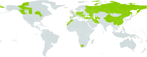 Viola kitaibeliana world distribution map, present in Albania, Armenia, Austria, Azerbaijan, Bulgaria, Bosnia and Herzegovina, Canada, Switzerland, China, Czech Republic, Germany, Spain, France, United Kingdom of Great Britain and Northern Ireland, Georgia, Croatia, Hungary, Iran (Islamic Republic of), Israel, Italy, Morocco, North Macedonia, Montenegro, Poland, Portugal, Romania, Russian Federation, Serbia, Slovakia, Slovenia, Turkmenistan, Turkey, Ukraine, and South Africa