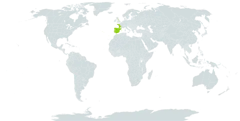 Viola lactea world distribution map, present in Spain, France, United Kingdom of Great Britain and Northern Ireland, and Portugal