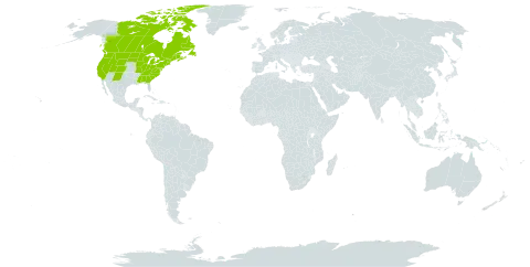 Viola macloskeyi world distribution map, present in Canada, France, Saint Pierre and Miquelon, and United States of America