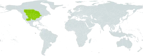 Viola pedatifida world distribution map, present in Canada and United States of America