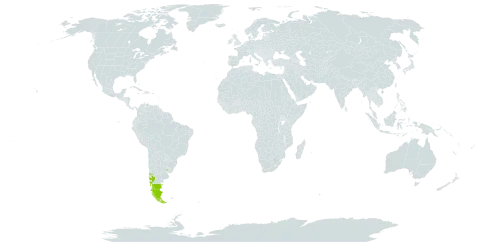 Viola reichei world distribution map, present in Argentina, Chile, and Uruguay