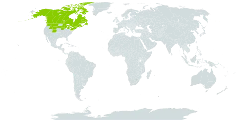 Viola renifolia world distribution map, present in Canada and United States of America