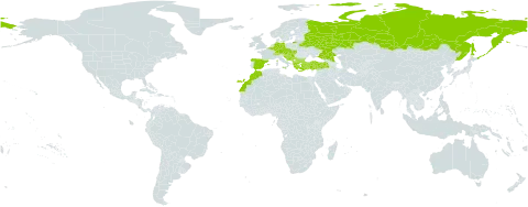 Viscum album subsp. austriacum world distribution map, present in Albania, Austria, Belgium, Bulgaria, Bosnia and Herzegovina, Belarus, Switzerland, Czech Republic, Germany, Spain, France, Greece, Croatia, Hungary, Italy, Liechtenstein, Luxembourg, Morocco, North Macedonia, Montenegro, Russian Federation, Serbia, Slovakia, Slovenia, and Turkey
