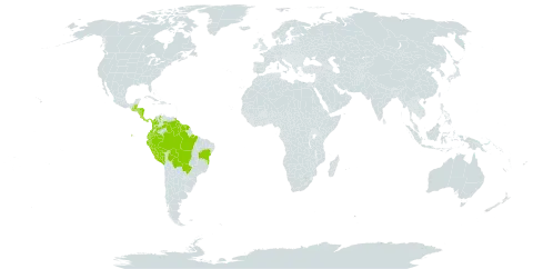 Vismia macrophylla world distribution map, present in Belize, Bolivia (Plurinational State of), Brazil, Colombia, Costa Rica, Ecuador, Guatemala, French Guiana, Guyana, Honduras, Nicaragua, Panama, Peru, Suriname, and Venezuela (Bolivarian Republic of)