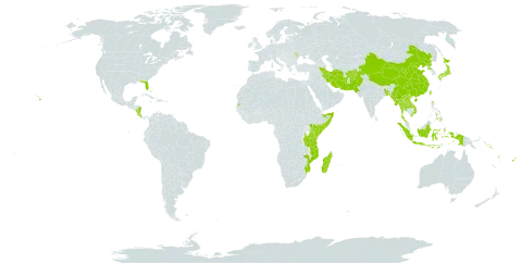 Vitex trifolia world distribution map, present in Afghanistan, Andorra, Bangladesh, Bahamas, China, Cook Islands, Comoros, Costa Rica, Fiji, Indonesia, Iran (Islamic Republic of), Japan, Kenya, Lao People's Democratic Republic, Moldova (Republic of), Madagascar, Myanmar, Mozambique, Mauritius, Nicaragua, Nepal, Nauru, Pakistan, Philippines, Korea (Democratic People's Republic of), Solomon Islands, Somalia, Seychelles, Thailand, Tonga, Taiwan, Province of China, Tanzania, United Republic of, United States of America, Viet Nam, Vanuatu, Wallis and Futuna, and Samoa
