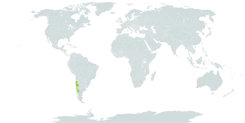 Viviania marifolia world distribution map, present in Argentina and Chile