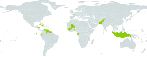 Volkameria aculeata world distribution map, present in Benin, Bahamas, Bermuda, Cuba, Cayman Islands, Dominica, Ecuador, Gabon, Guinea, Guinea-Bissau, Guyana, Honduras, Haiti, Indonesia, Jamaica, Mali, Pakistan, Puerto Rico, Suriname, Togo, and Venezuela (Bolivarian Republic of)