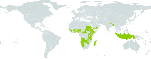 Wahlenbergia hirsuta world distribution map, present in Angola, Benin, Burkina Faso, Bangladesh, Central African Republic, Comoros, Ethiopia, Ghana, Guinea, Indonesia, Kenya, Madagascar, Namibia, Nigeria, Nepal, Rwanda, Sudan, Senegal, Tanzania, United Republic of, Uganda, Yemen, Zambia, and Zimbabwe