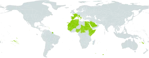 Wahlenbergia lobelioides world distribution map, present in Central African Republic, Djibouti, Algeria, Egypt, Eritrea, Spain, Ethiopia, France, Guinea, Guinea-Bissau, Italy, Kenya, Morocco, Mali, Mauritania, Nigeria, Saudi Arabia, Sudan, Senegal, Somalia, Chad, and Tunisia