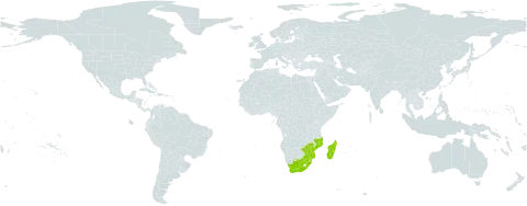 Wahlenbergia madagascariensis world distribution map, present in Madagascar, Mozambique, eSwatini, South Africa, and Zimbabwe