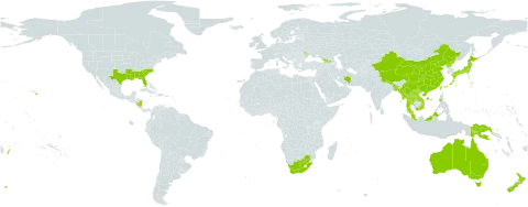 Wahlenbergia marginata world distribution map, present in Åland Islands, Australia, Bangladesh, Brazil, China, Georgia, Indonesia, Iran (Islamic Republic of), Japan, Lao People's Democratic Republic, Moldova (Republic of), Myanmar, Malaysia, Nicaragua, Nepal, New Zealand, Philippines, Papua New Guinea, Korea (Democratic People's Republic of), Thailand, Timor-Leste, Tonga, Taiwan, Province of China, Uruguay, United States of America, Viet Nam, and South Africa