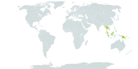 Weinmannia fraxinea world distribution map, present in Indonesia, Malaysia, Philippines, Papua New Guinea, Solomon Islands, and Thailand
