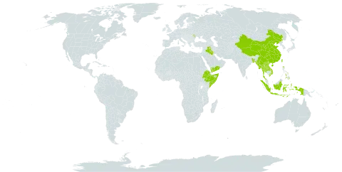 Wendlandia world distribution map, present in Andorra, Bangladesh, China, Ethiopia, Indonesia, Iraq, Lao People's Democratic Republic, Moldova (Republic of), Myanmar, Nepal, Philippines, Somalia, Turks and Caicos Islands, Thailand, Taiwan, Province of China, Viet Nam, and Yemen