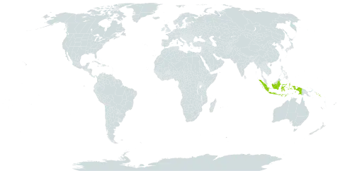 Whitmorea grandiflora world distribution map, present in Dominican Republic, Indonesia, Papua New Guinea, and Solomon Islands