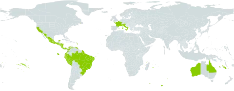 Wigandia urens world distribution map, present in Australia, Brazil, Colombia, Costa Rica, Ecuador, Spain, France, Guatemala, Honduras, Italy, Mexico, Malta, Nicaragua, Panama, Peru, Portugal, El Salvador, Trinidad and Tobago, United States of America, and Venezuela (Bolivarian Republic of)