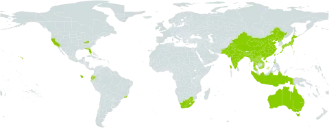 Wolffia globosa world distribution map, present in Australia, Bangladesh, Brazil, China, Ecuador, Indonesia, India, Iceland, Japan, Lao People's Democratic Republic, Myanmar, Malaysia, Nepal, Pakistan, Philippines, Korea (Democratic People's Republic of), Singapore, Thailand, Taiwan, Province of China, Uruguay, United States of America, Viet Nam, and South Africa