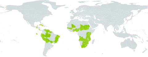 Wolffiella welwitschii world distribution map, present in Angola, Benin, Bolivia (Plurinational State of), Brazil, Botswana, Costa Rica, Cuba, Dominica, Ecuador, Ghana, Guatemala, Guyana, Haiti, Jamaica, Kenya, Mali, Mozambique, Nigeria, Peru, Puerto Rico, Rwanda, Sudan, Senegal, Suriname, Chad, Togo, Tanzania, United Republic of, Uganda, Venezuela (Bolivarian Republic of), South Africa, Zambia, and Zimbabwe