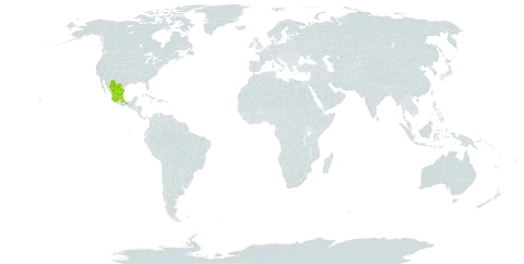 Xanthisma gymnocephalum world distribution map, present in Mexico