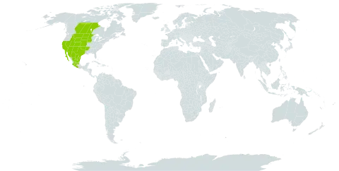 Xanthisma spinulosum world distribution map, present in Canada, Mexico, and United States of America