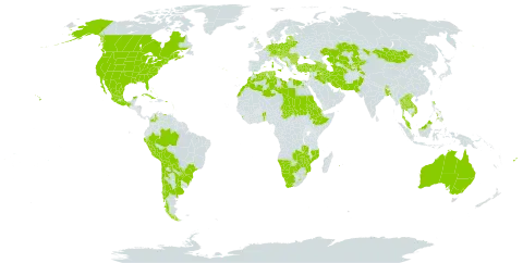 Xanthium strumarium subsp. strumarium world distribution map, present in Anguilla, Albania, Argentina, Armenia, Antigua and Barbuda, Australia, Austria, Azerbaijan, Belgium, Benin, Bangladesh, Bulgaria, Bahamas, Bosnia and Herzegovina, Belarus, Bolivia (Plurinational State of), Brazil, Bhutan, Botswana, Canada, Switzerland, Chile, Cook Islands, Colombia, Cuba, Cyprus, Czech Republic, Germany, Dominica, Algeria, Egypt, Eritrea, Spain, Estonia, Ethiopia, Fiji, France, United Kingdom of Great Britain and Northern Ireland, Georgia, Gibraltar, Greece, Croatia, Hungary, Iran (Islamic Republic of), Iraq, Israel, Italy, Jamaica, Kazakhstan, Kyrgyzstan, Saint Kitts and Nevis, Lao People's Democratic Republic, Lebanon, Libya, Sri Lanka, Lesotho, Lithuania, Luxembourg, Latvia, Morocco, Monaco, Moldova (Republic of), Mexico, North Macedonia, Malta, Montenegro, Mongolia, Mozambique, Martinique, Mauritius, Malaysia, Namibia, Netherlands, Nepal, Pakistan, Peru, Philippines, Poland, Puerto Rico, Portugal, Paraguay, Réunion, Romania, Russian Federation, Saudi Arabia, Sudan, Singapore, Serbia, Slovakia, Slovenia, eSwatini, Chad, Thailand, Tajikistan, Turkmenistan, Tunisia, Turkey, Ukraine, Uruguay, United States of America, Uzbekistan, Venezuela (Bolivarian Republic of), Viet Nam, South Africa, Zambia, and Zimbabwe