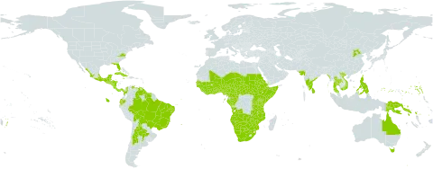 Ximenia americana world distribution map, present in Angola, Anguilla, Argentina, Australia, Burundi, Benin, Bonaire, Sint Eustatius and Saba, Burkina Faso, Bahamas, Belize, Bolivia (Plurinational State of), Brazil, Botswana, Central African Republic, China, Côte d'Ivoire, Cameroon, Congo, Colombia, Costa Rica, Cuba, Cayman Islands, Dominica, Ecuador, Eritrea, Ethiopia, Fiji, Micronesia (Federated States of), Gabon, Ghana, Guinea, Guadeloupe, Gambia, Guinea-Bissau, Equatorial Guinea, Guatemala, French Guiana, Guam, Guyana, Honduras, Indonesia, India, Jamaica, Kenya, Liberia, Saint Lucia, Sri Lanka, Mexico, Marshall Islands, Mali, Myanmar, Northern Mariana Islands, Mozambique, Martinique, Malawi, Namibia, Niger, Nigeria, Nicaragua, Panama, Philippines, Palau, Papua New Guinea, Puerto Rico, Rwanda, Sudan, Senegal, Singapore, Solomon Islands, Sierra Leone, El Salvador, Somalia, South Sudan, Sao Tome and Principe, Suriname, Seychelles, Turks and Caicos Islands, Chad, Togo, Thailand, Tonga, Trinidad and Tobago, Tuvalu, Tanzania, United Republic of, Uganda, United States of America, Venezuela (Bolivarian Republic of), Viet Nam, Samoa, South Africa, Zambia, and Zimbabwe