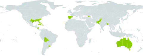 Yucca aloifolia world distribution map, present in Åland Islands, Australia, Bangladesh, Bahamas, Bermuda, Bolivia (Plurinational State of), Cuba, Cayman Islands, Dominica, Spain, Georgia, Haiti, Jamaica, Mauritius, Nicaragua, Pakistan, Puerto Rico, Portugal, Uruguay, and United States of America