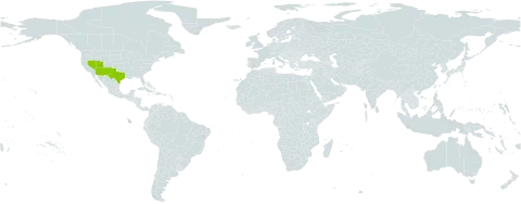 Yucca elata world distribution map, present in United States of America