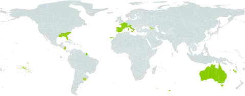 Yucca gloriosa world distribution map, present in Åland Islands, Australia, Spain, France, Georgia, Italy, Mauritius, Nicaragua, Puerto Rico, Portugal, Réunion, Turks and Caicos Islands, Uruguay, and United States of America