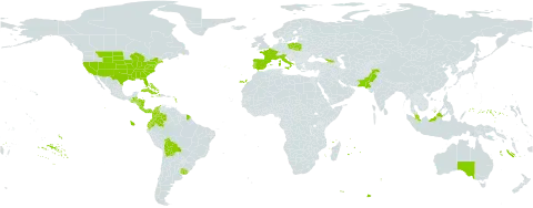 Yucca world distribution map, present in Åland Islands, Australia, Bahamas, Belize, Bermuda, Bolivia (Plurinational State of), Colombia, Costa Rica, Cuba, Cayman Islands, Dominica, Ecuador, Spain, France, Micronesia (Federated States of), Georgia, Guatemala, Honduras, Haiti, Italy, Jamaica, Mauritius, Malaysia, Nicaragua, Pakistan, Panama, Poland, Puerto Rico, Portugal, Réunion, Turks and Caicos Islands, Uruguay, and United States of America