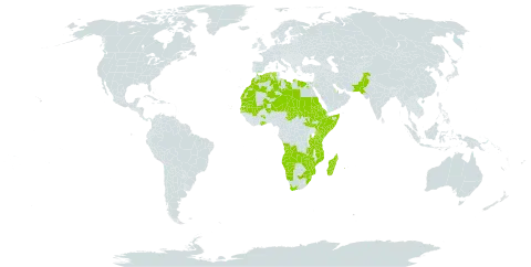 Zaleya pentandra world distribution map, present in Angola, Burkina Faso, Cabo Verde, Algeria, Egypt, Eritrea, Ethiopia, Ghana, Kenya, Libya, Morocco, Madagascar, Mali, Mozambique, Mauritania, Malawi, Namibia, Niger, Pakistan, Qatar, Réunion, Sudan, Senegal, Somalia, South Sudan, eSwatini, Chad, Tanzania, United Republic of, Uganda, South Africa, Zambia, and Zimbabwe