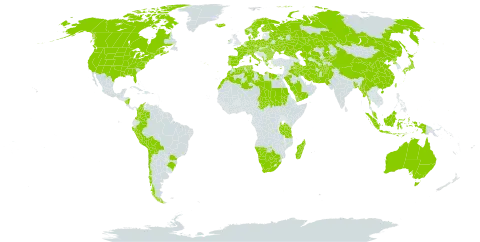 Zannichellia palustris world distribution map, present in Afghanistan, Åland Islands, Albania, Australia, Austria, Bangladesh, Bulgaria, Belarus, Bolivia (Plurinational State of), Brazil, Botswana, Canada, Switzerland, Chile, China, Colombia, Cyprus, Czech Republic, Germany, Denmark, Algeria, Egypt, Spain, Finland, France, Micronesia (Federated States of), Greece, Hungary, Indonesia, Ireland, Iran (Islamic Republic of), Iraq, Iceland, Italy, Japan, Kazakhstan, Kyrgyzstan, Libya, Morocco, Madagascar, Myanmar, Montenegro, Malaysia, Namibia, Nicaragua, Netherlands, Norway, Nepal, Pakistan, Peru, Palau, Poland, Korea (Democratic People's Republic of), Portugal, Romania, Russian Federation, Saudi Arabia, Sudan, Sweden, Turks and Caicos Islands, Chad, Turkmenistan, Tunisia, Taiwan, Province of China, Tanzania, United Republic of, Ukraine, United States of America, Uzbekistan, Yemen, and South Africa