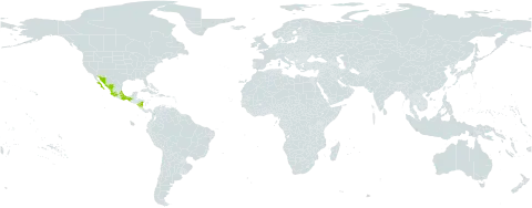 Zanthoxylum arborescens world distribution map, present in Mexico and Nicaragua