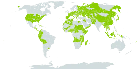 Zea world distribution map, present in Aruba, Afghanistan, Angola, Åland Islands, Albania, Andorra, Austria, Benin, Burkina Faso, Bangladesh, Bulgaria, Bahamas, Belarus, Belize, Bolivia (Plurinational State of), Central African Republic, Switzerland, China, Colombia, Comoros, Costa Rica, Cuba, Cayman Islands, Cyprus, Czech Republic, Germany, Djibouti, Dominica, Algeria, Ecuador, Egypt, Spain, Ethiopia, Fiji, France, Georgia, Ghana, Guinea, Gambia, Guinea-Bissau, Greece, Guatemala, Honduras, Haiti, Hungary, Indonesia, Ireland, Iraq, Italy, Jamaica, Japan, Kazakhstan, Kyrgyzstan, Lao People's Democratic Republic, Morocco, Moldova (Republic of), Madagascar, Mali, Myanmar, Mozambique, Mauritius, Malaysia, Nigeria, Nicaragua, Netherlands, Nepal, Oman, Pakistan, Panama, Pitcairn, Peru, Philippines, Poland, Puerto Rico, Korea (Democratic People's Republic of), Portugal, Réunion, Romania, Russian Federation, Rwanda, Sudan, Sierra Leone, Somalia, Seychelles, Turks and Caicos Islands, Chad, Togo, Thailand, Turkmenistan, Tunisia, Tanzania, United Republic of, Ukraine, Uruguay, United States of America, Uzbekistan, Viet Nam, Vanuatu, Samoa, Yemen, and Zambia