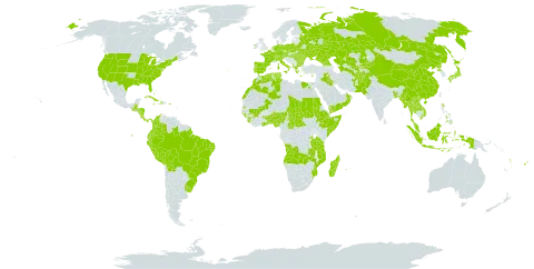 Zea mays world distribution map, present in Aruba, Afghanistan, Angola, Åland Islands, Albania, Andorra, Austria, Benin, Burkina Faso, Bangladesh, Bulgaria, Bahamas, Belarus, Belize, Bolivia (Plurinational State of), Brazil, Central African Republic, Switzerland, China, Colombia, Comoros, Costa Rica, Cuba, Cayman Islands, Cyprus, Czech Republic, Germany, Djibouti, Dominica, Algeria, Ecuador, Egypt, Spain, Ethiopia, Fiji, France, Georgia, Ghana, Guinea, Gambia, Guinea-Bissau, Greece, Guatemala, Honduras, Haiti, Hungary, Indonesia, Ireland, Iraq, Italy, Jamaica, Japan, Kazakhstan, Kyrgyzstan, Lao People's Democratic Republic, Morocco, Moldova (Republic of), Madagascar, Mali, Myanmar, Mozambique, Mauritius, Malaysia, Nigeria, Nicaragua, Netherlands, Nepal, Oman, Pakistan, Panama, Pitcairn, Peru, Philippines, Poland, Puerto Rico, Korea (Democratic People's Republic of), Portugal, Réunion, Romania, Russian Federation, Rwanda, Sudan, Sierra Leone, Somalia, Seychelles, Turks and Caicos Islands, Chad, Togo, Thailand, Turkmenistan, Tunisia, Tanzania, United Republic of, Ukraine, Uruguay, United States of America, Uzbekistan, Viet Nam, Vanuatu, Samoa, Yemen, and Zambia