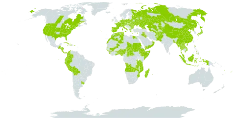 Zea mays subsp. mays world distribution map, present in Aruba, Afghanistan, Angola, Åland Islands, Albania, Andorra, Austria, Benin, Burkina Faso, Bangladesh, Bulgaria, Bahamas, Belarus, Belize, Bolivia (Plurinational State of), Central African Republic, Canada, Switzerland, China, Colombia, Comoros, Costa Rica, Cuba, Cayman Islands, Cyprus, Czech Republic, Germany, Djibouti, Dominica, Algeria, Ecuador, Egypt, Spain, Ethiopia, Fiji, France, Georgia, Ghana, Guinea, Gambia, Guinea-Bissau, Greece, Guatemala, Honduras, Haiti, Hungary, Indonesia, Ireland, Iraq, Italy, Jamaica, Japan, Kazakhstan, Kyrgyzstan, Lao People's Democratic Republic, Morocco, Moldova (Republic of), Madagascar, Mali, Myanmar, Mozambique, Mauritius, Malaysia, Nigeria, Nicaragua, Netherlands, Nepal, Oman, Pakistan, Panama, Pitcairn, Peru, Philippines, Poland, Puerto Rico, Korea (Democratic People's Republic of), Portugal, Réunion, Romania, Russian Federation, Rwanda, Sudan, Sierra Leone, Somalia, Seychelles, Turks and Caicos Islands, Chad, Togo, Thailand, Turkmenistan, Tunisia, Tanzania, United Republic of, Ukraine, Uruguay, United States of America, Uzbekistan, Viet Nam, Vanuatu, Samoa, Yemen, and Zambia