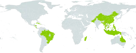 Zingiber officinale world distribution map, present in Andorra, Australia, Bangladesh, Brazil, China, Costa Rica, Cuba, Dominica, Honduras, Haiti, Indonesia, Madagascar, Myanmar, Mauritius, Pakistan, Philippines, Puerto Rico, Réunion, Thailand, Taiwan, Province of China, United States of America, and Viet Nam