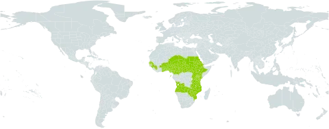 Ziziphus abyssinica world distribution map, present in Angola, Benin, Burkina Faso, Central African Republic, Cameroon, Eritrea, Ethiopia, Ghana, Guinea, Kenya, Mozambique, Malawi, Niger, Nigeria, Sudan, Senegal, South Sudan, Sao Tome and Principe, Chad, Togo, Tanzania, United Republic of, Uganda, Zambia, and Zimbabwe