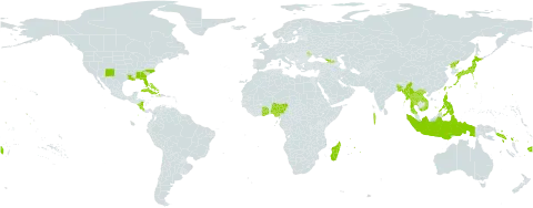 Zoysia matrella var. matrella world distribution map, present in Åland Islands, Bangladesh, Bahamas, Bermuda, Costa Rica, Cuba, Dominica, Fiji, Georgia, Ghana, Haiti, Indonesia, Japan, Lao People's Democratic Republic, Moldova (Republic of), Madagascar, Maldives, Myanmar, Mauritius, Nigeria, Nicaragua, Philippines, Puerto Rico, Korea (Democratic People's Republic of), Réunion, Solomon Islands, Togo, Thailand, Taiwan, Province of China, United States of America, Viet Nam, and Samoa